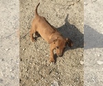 Small Photo #21 Rhodesian Ridgeback Puppy For Sale in MORONGO VALLEY, CA, USA