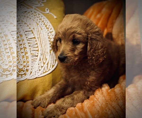 Medium Photo #7 Goldendoodle (Miniature) Puppy For Sale in SAINT JAMES, MO, USA