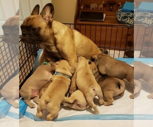 Mother of the French Bulldog puppies born on 10/23/2021