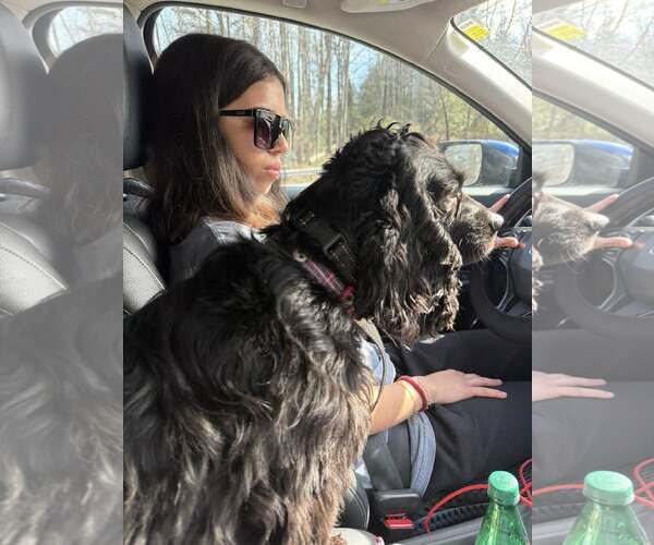 Medium Photo #6 Cocker Spaniel-Unknown Mix Puppy For Sale in Arlington, VA, USA