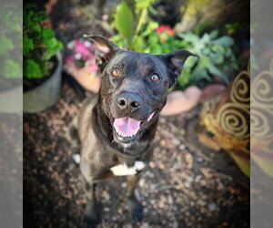Labrador Retriever-Unknown Mix Dogs for adoption in Alameda, CA, USA