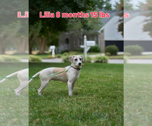 Medium Photo #3 Chihuahua-Unknown Mix Puppy For Sale in Virginia Beach, VA, USA