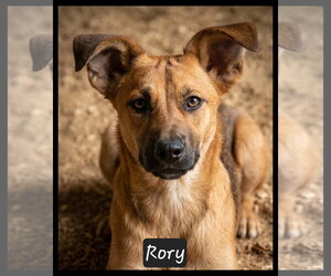 Dachshund-Unknown Mix Dogs for adoption in Granbury, TX, USA