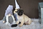 Small #1 Pug