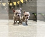 Small Photo #30 French Bulldog Puppy For Sale in EASTVALE, CA, USA