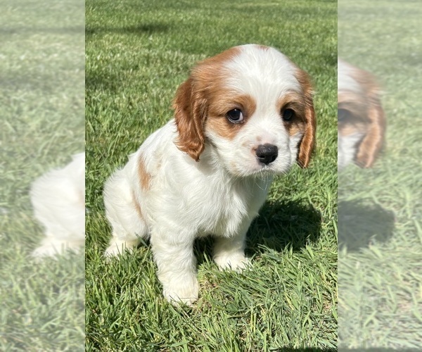 Medium Photo #2 Cavalier King Charles Spaniel Puppy For Sale in FAIR HAVEN, MI, USA