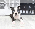 Small Photo #2 Boston Terrier Puppy For Sale in MARIETTA, GA, USA