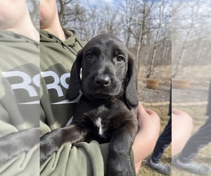 Poodle (Standard)-Redbone Coonhound Mix Puppy for Sale in Grunthal, Manitoba Canada