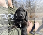 Small Poodle (Standard)-Redbone Coonhound Mix