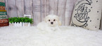 Small Photo #7 Maltese Puppy For Sale in FULLERTON, CA, USA