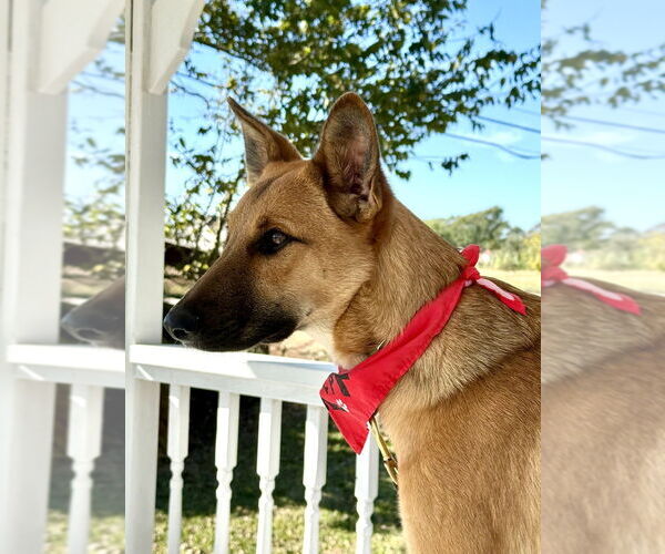 Medium Photo #3 German Shepherd Dog-Unknown Mix Puppy For Sale in San Leon, TX, USA