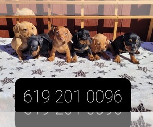 Dachshund Puppy for sale in LAKESIDE, CA, USA