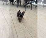 Small #11 Yorkshire Terrier