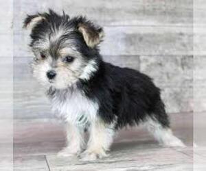 Morkie Puppy for sale in BIRMINGHAM, AL, USA