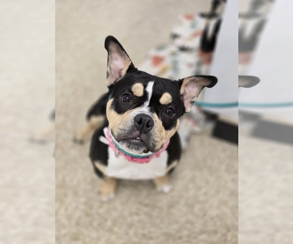 Medium Photo #9 Free-Lance Bulldog Puppy For Sale in Sandy, UT, USA