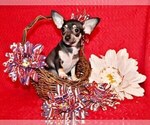 Puppy Egypt Chihuahua