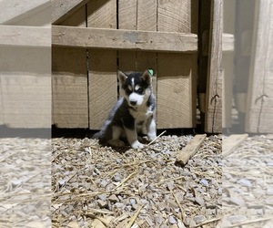 Siberian Husky Puppy for sale in AUBURN, KY, USA