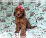 Small #3 Goldendoodle (Miniature)