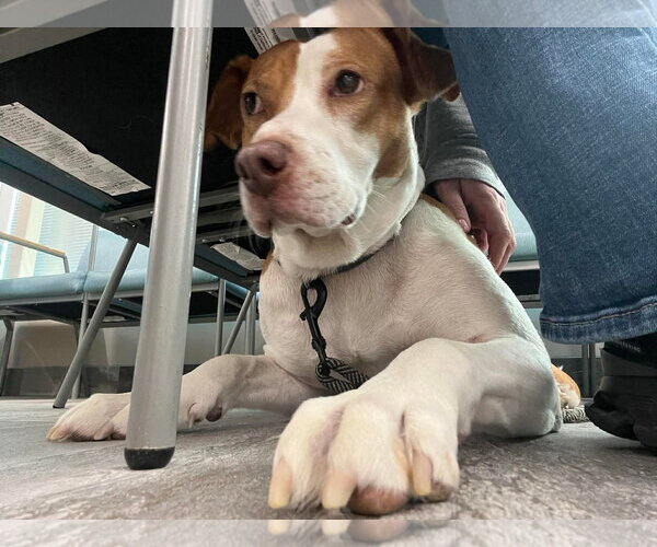 Medium Photo #13 Labrador Retriever-Unknown Mix Puppy For Sale in Derwood, MD, USA