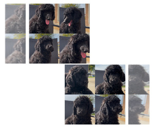 Poodle (Standard) Puppy for sale in EXETER, CA, USA