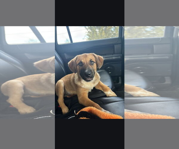 Medium Photo #3 Mutt Puppy For Sale in Marine City, MI, USA