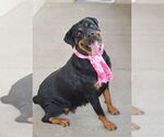 Small #1 Rottweiler Mix