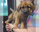 Small #1 Golden Shepherd