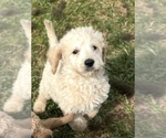 Puppy Puppy 3 Miniature Labradoodle