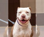 Small #31 American Staffordshire Terrier Mix