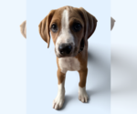 SAVANNAH'S LITTER: TEDDY - Male Labbe Dog for Adoption - Small photo