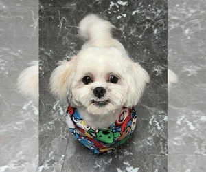 Father of the Shih-Poo puppies born on 02/01/2026