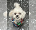 Small Photo #1 Shih-Poo Puppy For Sale in LONG BEACH, CA, USA