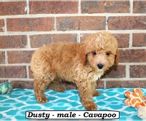 Cavapoo Puppy for sale in CLARKRANGE, TN, USA