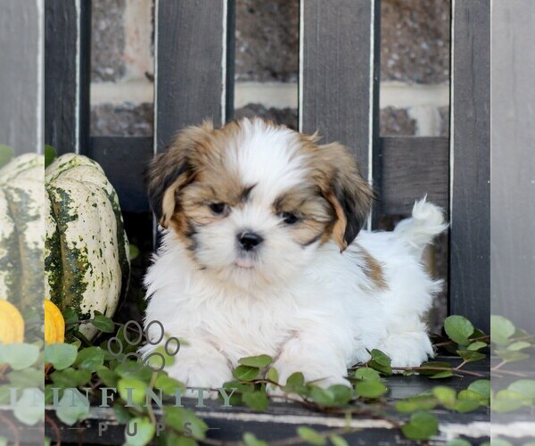 Medium Photo #3 Shih Tzu Puppy For Sale in GORDONVILLE, PA, USA