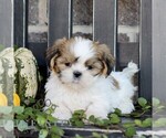 Flora - Female Shih Tzu Puppy for Sale - Photo #3
