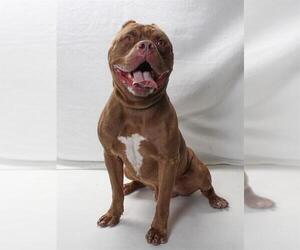 American Pit Bull Terrier Dogs for adoption in Burbank, CA, USA