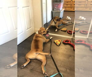 Bullboxer Pit Dogs for adoption in West Palm Beach, FL, USA