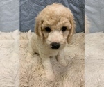 Small Photo #6 Goldendoodle Puppy For Sale in LITTLE ROCK, AR, USA