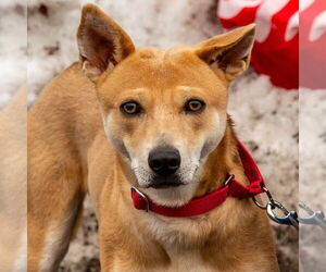 Nessi - Female Mutt Dog for Adoption - Photo #8