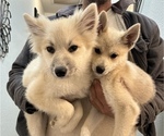 Small Photo #109 Pomsky Puppy For Sale in LOVELAND, CO, USA