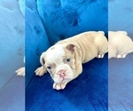 Small #11 English Bulldog