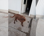 Small Photo #1 Labrador Retriever Puppy For Sale in MORRILL, KS, USA
