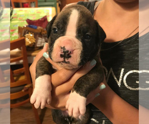 Boxer Puppy for sale in JACKSONVILLE, FL, USA