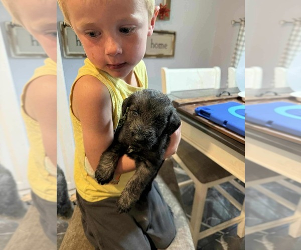 Medium Photo #15 Schnauzer (Giant) Puppy For Sale in SPRINGFIELD, MO, USA