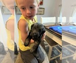 Puppy Puppy 4 Schnauzer (Giant)