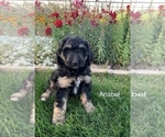 Small Photo #1 Bernedoodle Puppy For Sale in BURLEY, ID, USA