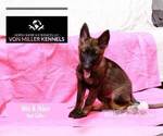 Small Photo #9 German Shepherd Dog Puppy For Sale in MUNDELEIN, IL, USA