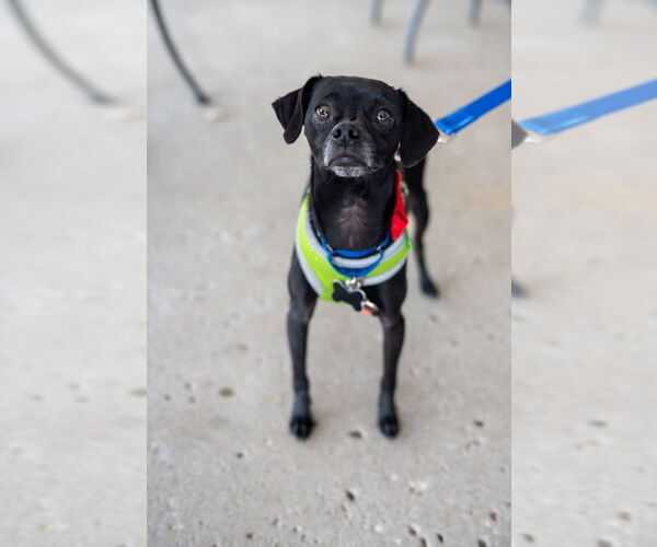 Medium Photo #2 Italian Greyhuahua Puppy For Sale in Mundelein, IL, USA
