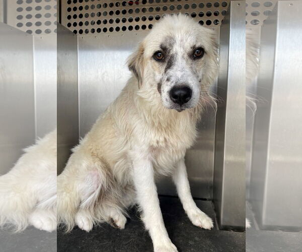 Medium Photo #1 Anatolian Shepherd-Unknown Mix Puppy For Sale in Rowlett, TX, USA
