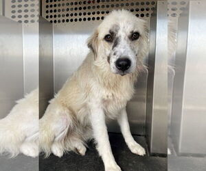 Anatolian Shepherd-Unknown Mix Dogs for adoption in Rowlett, TX, USA